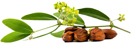 jojoba massage oil